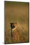 Cheetah Sitting in Tall Grass-Paul Souders-Mounted Photographic Print