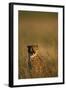 Cheetah Sitting in Tall Grass-Paul Souders-Framed Photographic Print