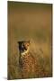 Cheetah Sitting in Tall Grass-Paul Souders-Mounted Photographic Print
