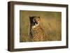 Cheetah Sitting in Tall Grass-Paul Souders-Framed Photographic Print