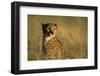 Cheetah Sitting in Tall Grass-Paul Souders-Framed Photographic Print