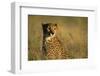 Cheetah Sitting in Tall Grass-Paul Souders-Framed Photographic Print