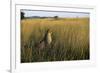 Cheetah Sitting in Tall Grass-null-Framed Photographic Print