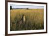 Cheetah Sitting in Tall Grass-null-Framed Photographic Print