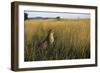 Cheetah Sitting in Tall Grass-null-Framed Photographic Print