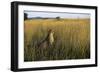 Cheetah Sitting in Tall Grass-null-Framed Photographic Print