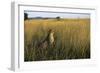 Cheetah Sitting in Tall Grass-null-Framed Photographic Print