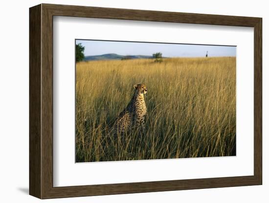 Cheetah Sitting in Tall Grass-null-Framed Photographic Print