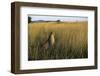 Cheetah Sitting in Tall Grass-null-Framed Photographic Print