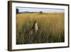 Cheetah Sitting in Tall Grass-null-Framed Photographic Print