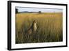 Cheetah Sitting in Tall Grass-null-Framed Photographic Print