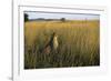 Cheetah Sitting in Tall Grass-null-Framed Photographic Print