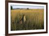 Cheetah Sitting in Tall Grass-null-Framed Photographic Print