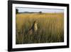 Cheetah Sitting in Tall Grass-null-Framed Photographic Print