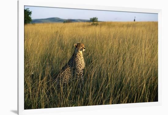 Cheetah Sitting in Tall Grass-null-Framed Photographic Print