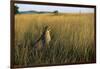 Cheetah Sitting in Tall Grass-null-Framed Photographic Print