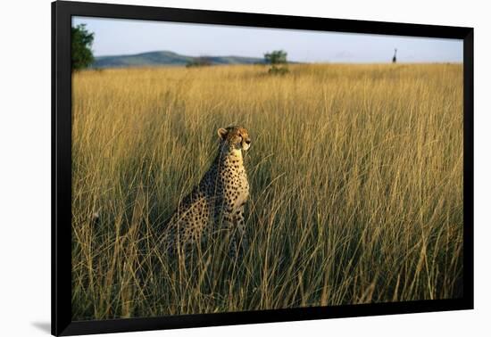 Cheetah Sitting in Tall Grass-null-Framed Photographic Print