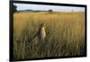 Cheetah Sitting in Tall Grass-null-Framed Photographic Print