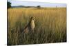 Cheetah Sitting in Tall Grass-null-Stretched Canvas