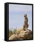 Cheetah Sitting on a Boulder, Serengeti National Park, Tanzania, East Africa, Africa-James Hager-Framed Stretched Canvas