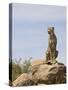 Cheetah Sitting on a Boulder, Serengeti National Park, Tanzania, East Africa, Africa-James Hager-Stretched Canvas