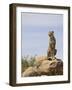 Cheetah Sitting on a Boulder, Serengeti National Park, Tanzania, East Africa, Africa-James Hager-Framed Photographic Print