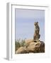 Cheetah Sitting on a Boulder, Serengeti National Park, Tanzania, East Africa, Africa-James Hager-Framed Photographic Print