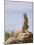 Cheetah Sitting on a Boulder, Serengeti National Park, Tanzania, East Africa, Africa-James Hager-Mounted Photographic Print