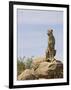 Cheetah Sitting on a Boulder, Serengeti National Park, Tanzania, East Africa, Africa-James Hager-Framed Photographic Print