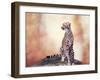 Cheetah Sitting on a Hill and Looking Around-Svetlana Foote-Framed Photographic Print