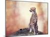 Cheetah Sitting on a Hill and Looking Around-Svetlana Foote-Mounted Photographic Print