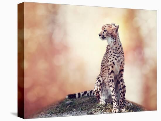 Cheetah Sitting on a Hill and Looking Around-Svetlana Foote-Stretched Canvas