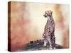 Cheetah Sitting on a Hill and Looking Around-Svetlana Foote-Stretched Canvas
