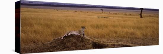 Cheetah Sitting on a Mound, Masai Mara National Reserve, Kenya-null-Stretched Canvas