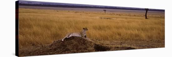 Cheetah Sitting on a Mound, Masai Mara National Reserve, Kenya-null-Stretched Canvas