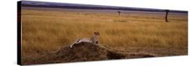 Cheetah Sitting on a Mound, Masai Mara National Reserve, Kenya-null-Stretched Canvas