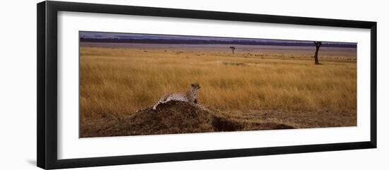 Cheetah Sitting on a Mound, Masai Mara National Reserve, Kenya-null-Framed Photographic Print