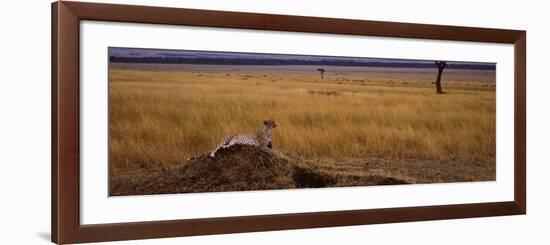 Cheetah Sitting on a Mound, Masai Mara National Reserve, Kenya-null-Framed Photographic Print