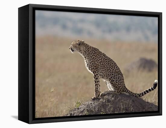 Cheetah Sitting on an Old Termite Mound, Masai Mara National Reserve-James Hager-Framed Stretched Canvas