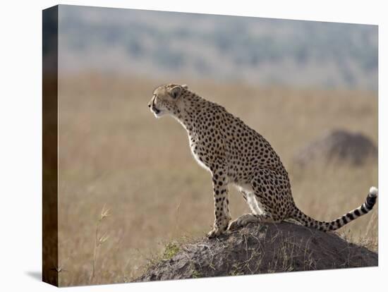 Cheetah Sitting on an Old Termite Mound, Masai Mara National Reserve-James Hager-Stretched Canvas