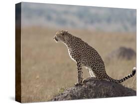 Cheetah Sitting on an Old Termite Mound, Masai Mara National Reserve-James Hager-Stretched Canvas