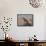 Cheetah Sitting on an Old Termite Mound, Masai Mara National Reserve-James Hager-Framed Stretched Canvas displayed on a wall