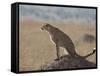 Cheetah Sitting on an Old Termite Mound, Masai Mara National Reserve-James Hager-Framed Stretched Canvas