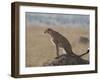 Cheetah Sitting on an Old Termite Mound, Masai Mara National Reserve-James Hager-Framed Photographic Print