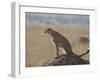 Cheetah Sitting on an Old Termite Mound, Masai Mara National Reserve-James Hager-Framed Photographic Print