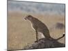Cheetah Sitting on an Old Termite Mound, Masai Mara National Reserve-James Hager-Mounted Photographic Print
