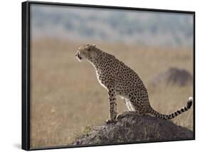 Cheetah Sitting on an Old Termite Mound, Masai Mara National Reserve-James Hager-Framed Photographic Print