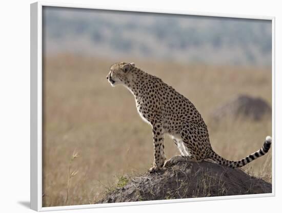 Cheetah Sitting on an Old Termite Mound, Masai Mara National Reserve-James Hager-Framed Photographic Print