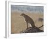 Cheetah Sitting on an Old Termite Mound, Masai Mara National Reserve-James Hager-Framed Photographic Print