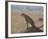 Cheetah Sitting on an Old Termite Mound, Masai Mara National Reserve-James Hager-Framed Photographic Print